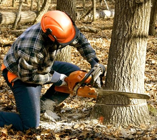 Tree Removal in Deport, TX